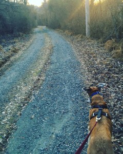 Yoda and Driveway